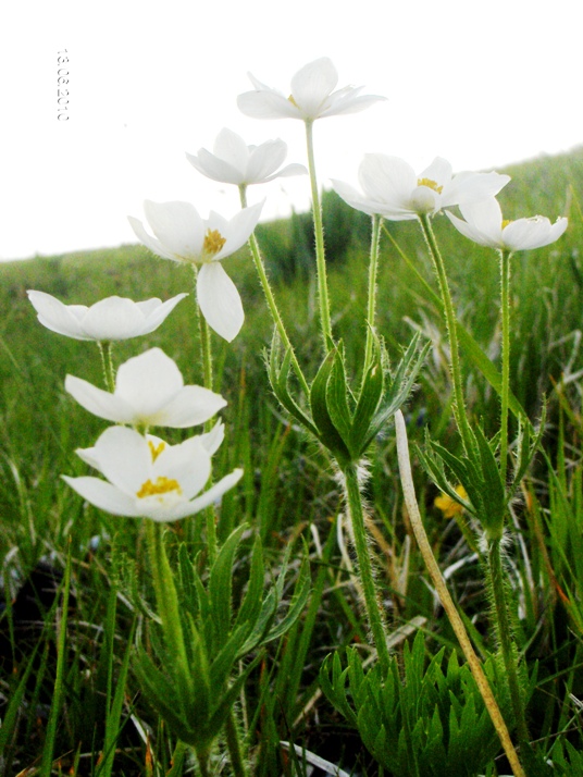 Anemone narcissiflora subsp. narcissiflora